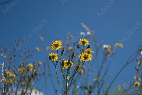 yellow flowers on sky background