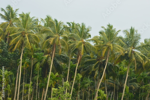Coconut trees in the wind