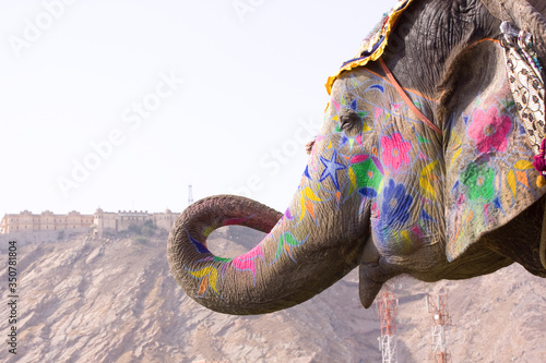 colorful elephant , festival , Jaipur, Rajasthan, India	