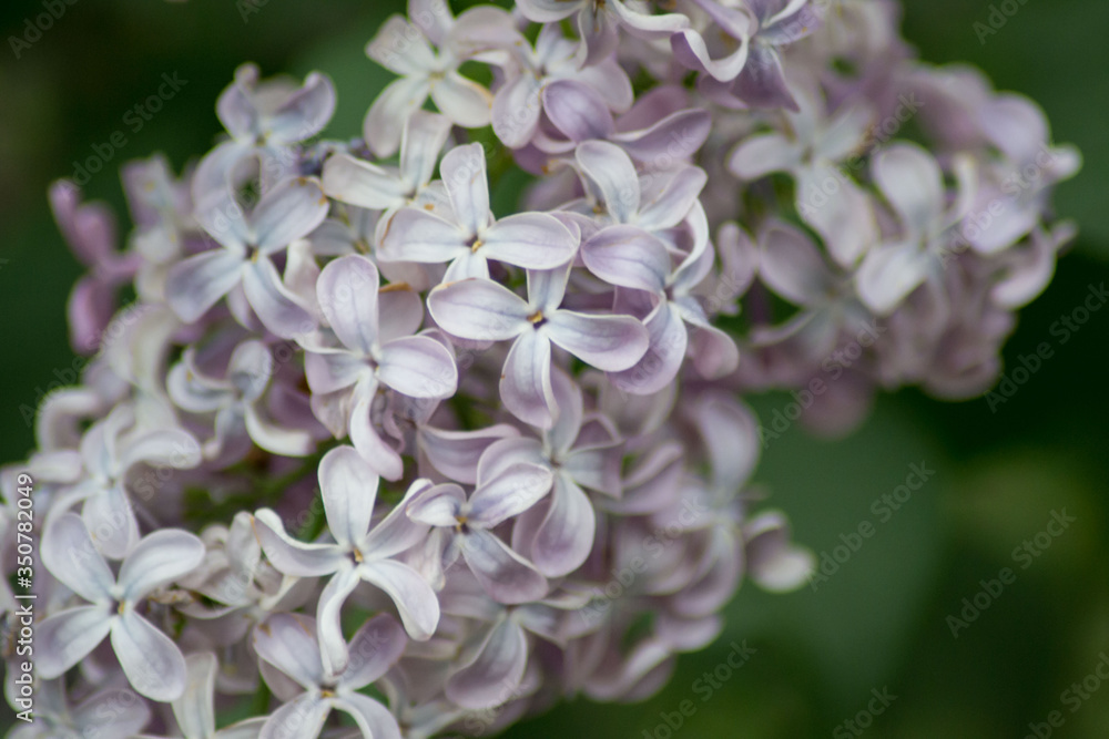 Close-up of pink lilac flower in bloom, blossoms in spring season, macro nature outdoors, seasonal, green background, Syringa vulgaris Close-up of pink lilac flower in bloom, blossoms in spring season, macro nature outdoors, seasonal, green background, Syringa vulgaris