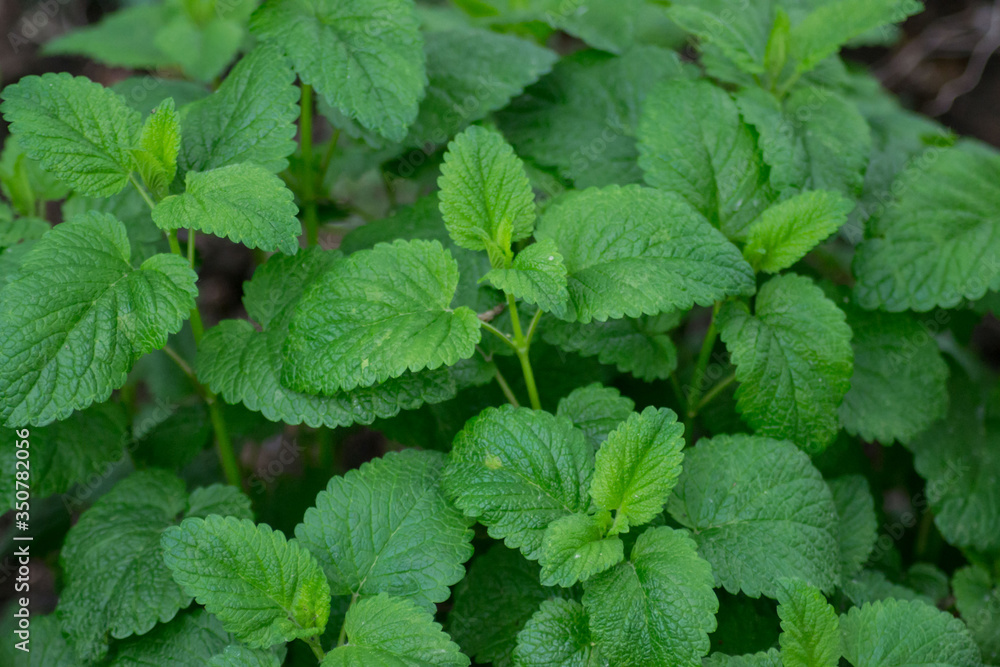 Melissa officinalis or lemon balm green leaves in the garden, daytime, outdoors cultivating plants, edible herb Melissa officinalis or lemon balm green leaves in the garden, daytime, outdoors cultivating plants, edible herb