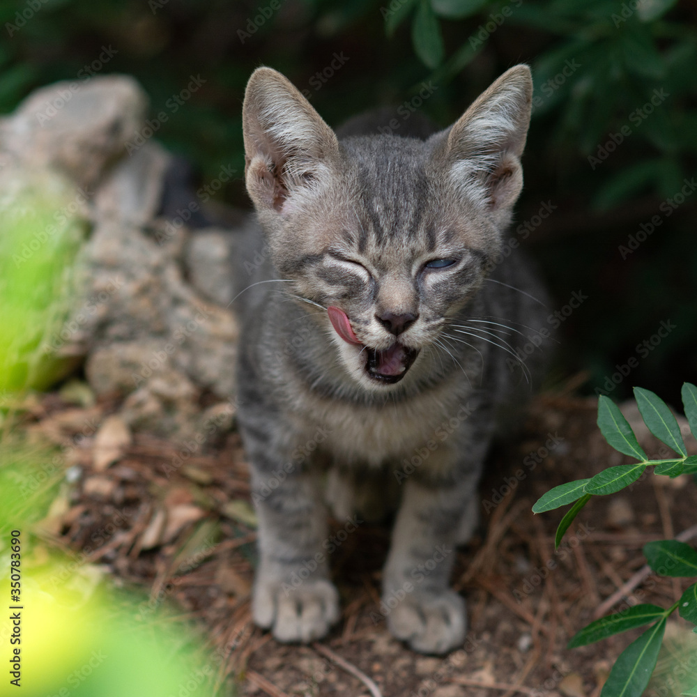 Tabby cat with big green eyes on a green background. A kitten sits in the bushes and looks at the camera. A cute kitten of a tiger color licks its lips. Cat's tongue. Cat after meal