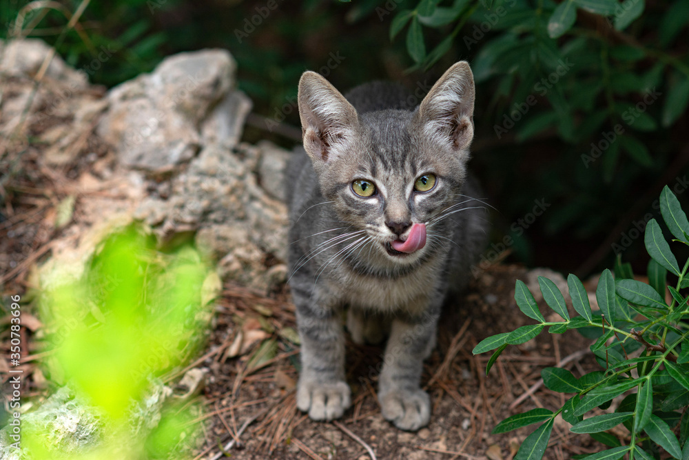Tabby cat with big green eyes on a green background. A kitten sits in the bushes and looks at the camera. A cute kitten of a tiger color licks its lips. Cat's tongue. Cat after meal