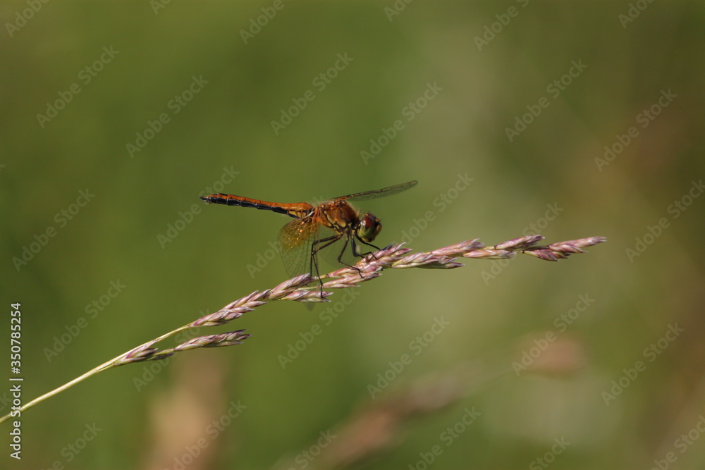 Macro shots, Beautiful nature scene dragonfly. Showing of eyes and wings detail. Dragonfly in the nature habitat using as a background or wallpaper.The concept for writing an article. Macro shots, Beautiful nature scene dragonfly. Showing of eyes and wings detail. Dragonfly in the nature habitat using as a background or wallpaper.The concept for writing an article.