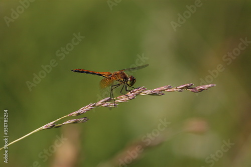 Macro shots, Beautiful nature scene dragonfly. Showing of eyes and wings detail. Dragonfly in the nature habitat using as a background or wallpaper.The concept for writing an article. © Светлана Винокурова