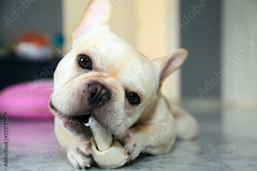Canvas Print Close-up Of French Bulldog Biting Toy While Lying On Floor