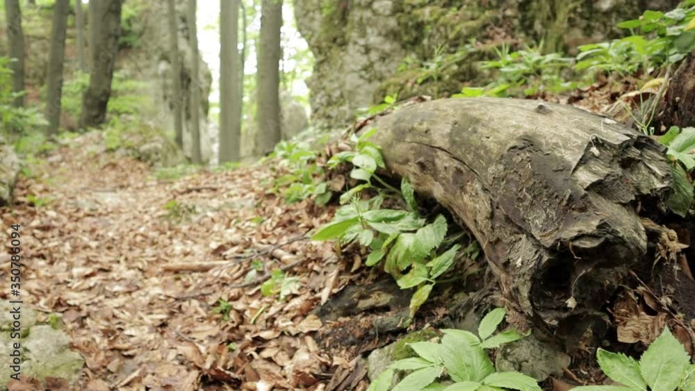 Narrow path with dry leafs on the ground leading behind a rock. Fallen rotten wooden log surrounded by fresh green leafs and lies in foreground. stone in foreground.no people. truck shot. Narrow path with dry leafs on the ground leading behind a rock. Fallen rotten wooden log surrounded by fresh green leafs and lies in foreground. stone in foreground.no people. truck shot.