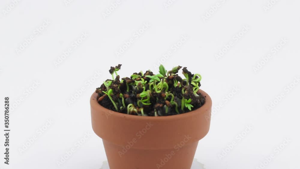Cress plant grows in a pot with white backdrop and dies off. 4K zoom out time lapse Cress plant grows in a pot with white backdrop and dies off. 4K zoom out time lapse