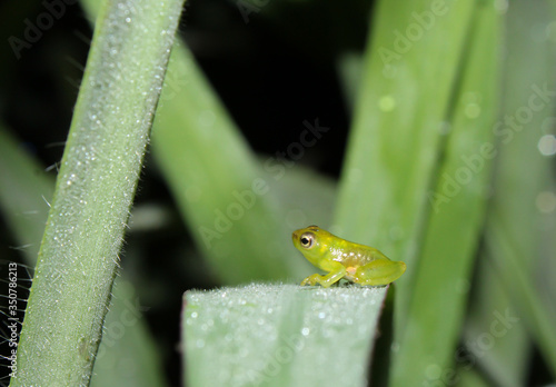 green frog on a leaf