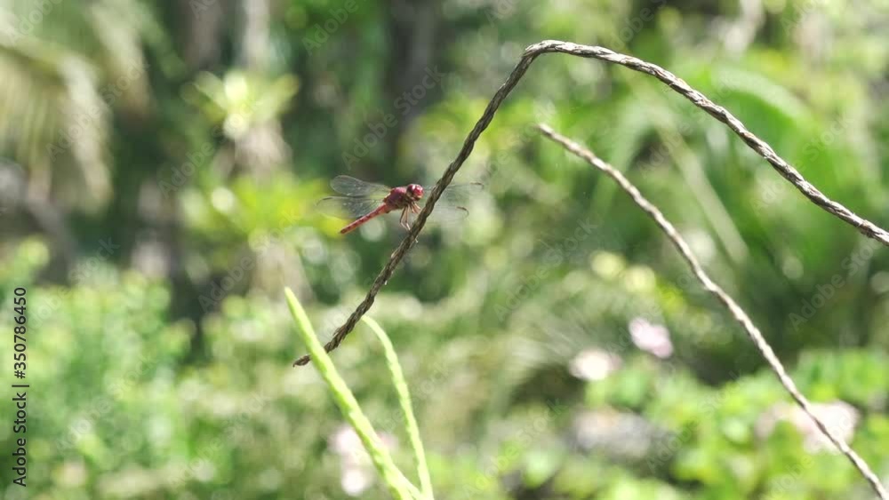 Violet Dropwing Dragonfly Perched on Lush Garden Vine in Slow Motion on Osa Peninsula, Costa Rica Violet Dropwing Dragonfly Perched on Lush Garden Vine in Slow Motion on Osa Peninsula, Costa Rica