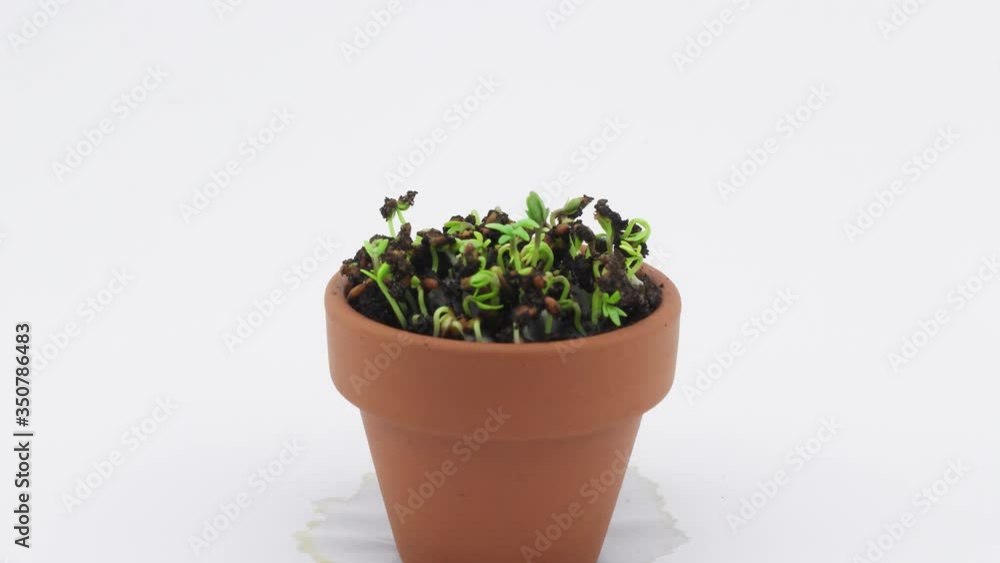 Cress plant growing in a pot with white backdrop. 4K zoom in time lapse Cress plant growing in a pot with white backdrop. 4K zoom in time lapse