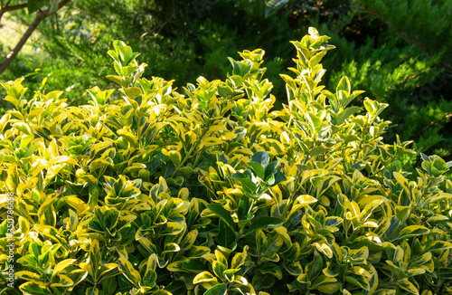 Euonymus japonicus, popular ornamental garden plant. Used in landscape design, plant is suitable for creating a hedge