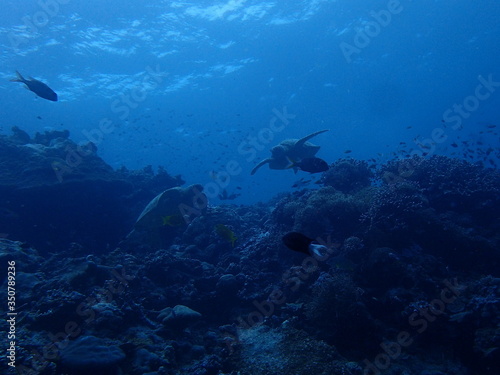2匹の海亀のすれ違い © nori