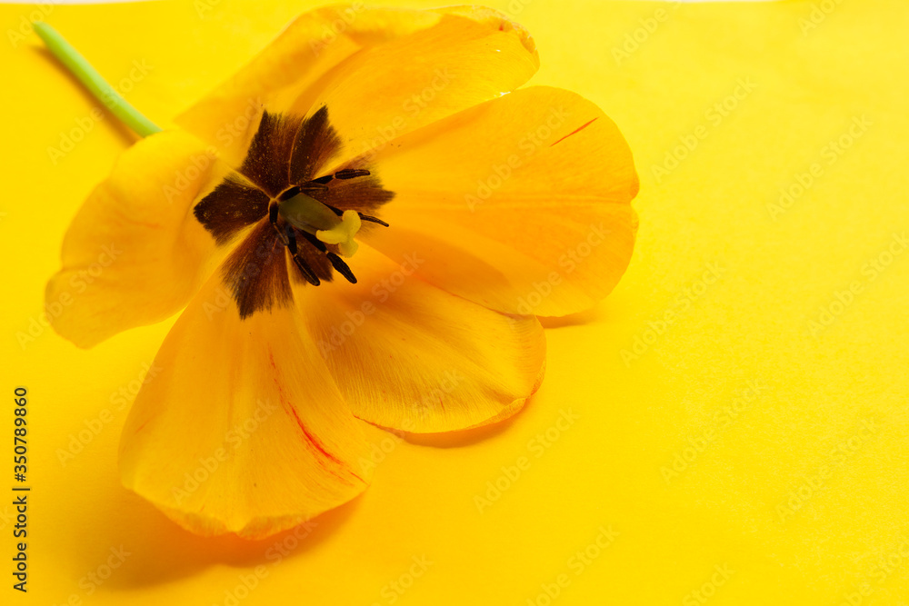 Obraz premium Bright yellow tulip close-up on a yellow background