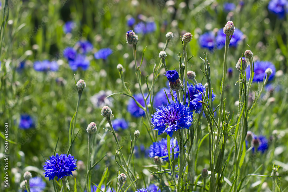 cornflowers
