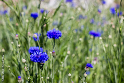 cornflowers