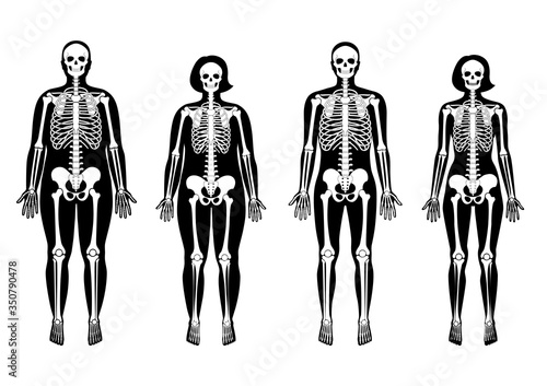 Woman and man skeleton anatomy