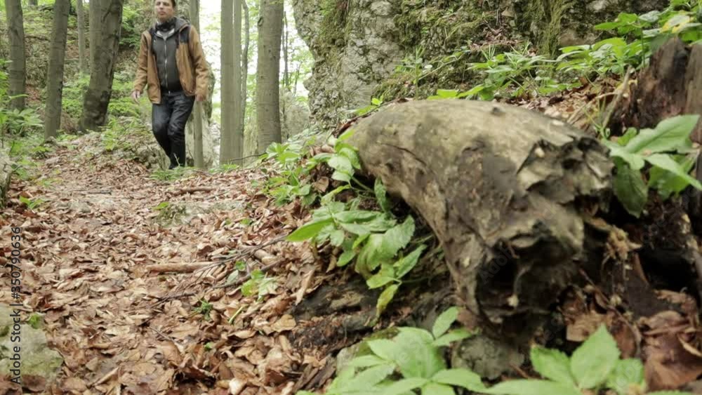 Young hiker appears on a narrow path which leading from behind a rock. Fallen rotten wooden log surrounded by young green leafs and lies in foreground. stone in foreground. Pazurek, Poland.one person. Young hiker appears on a narrow path which leading from behind a rock. Fallen rotten wooden log surrounded by young green leafs and lies in foreground. stone in foreground. Pazurek, Poland.one person.