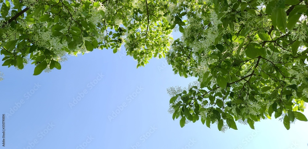 Obraz premium 파란하늘과 어우러진 가로수에 핀 이팝나무꽃