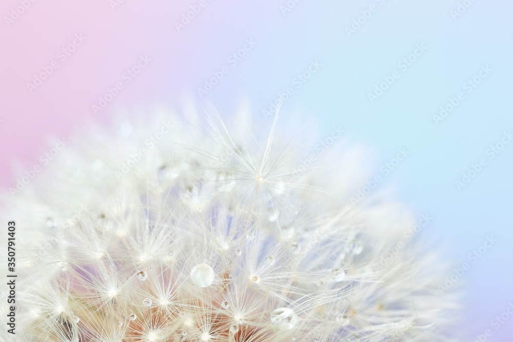 Fototapeta premium Beautiful dandelion on color background, closeup