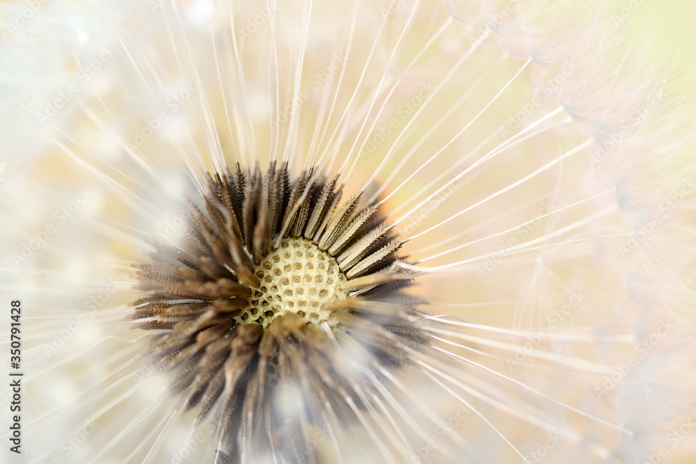 Beautiful dandelion on color background, closeup