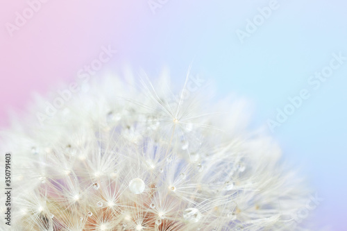 Beautiful dandelion on color background  closeup
