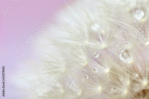 Beautiful dandelion on color background, closeup photo