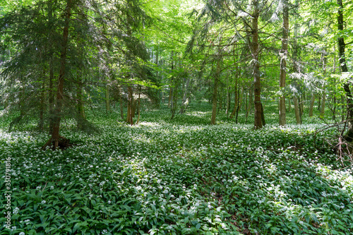 Wandern bei Öfingen Baden-Wüttemberg Deutschland