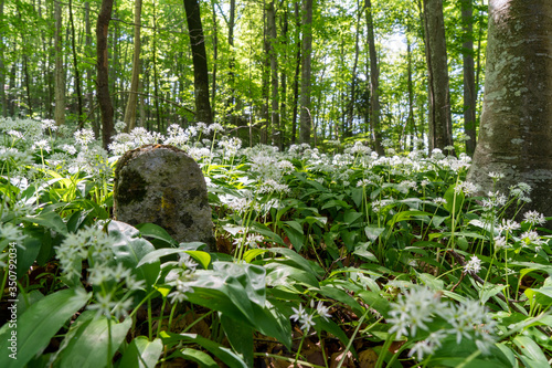 Wandern bei Öfingen Baden-Wüttemberg Deutschland photo