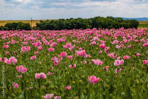 Lila Schlafmohn auf einen Feld