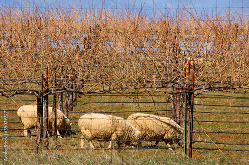 Принти на полотні Grazing Sheep keep weeds down and the vineyard fertilized, Calaveras County, Cal