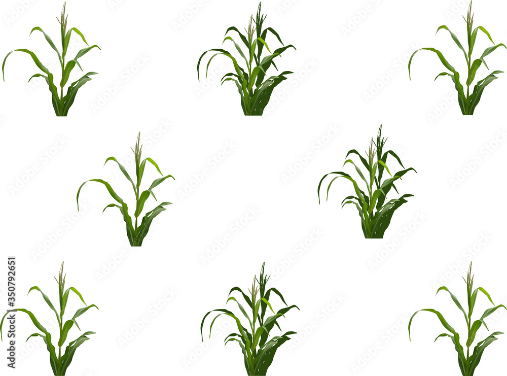 background from isolated green maize plants