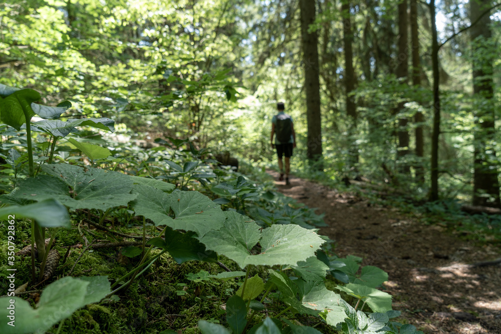 Wandern bei Öfingen Baden-Wüttemberg Deutschland Wandern bei Öfingen Baden-Wüttemberg Deutschland