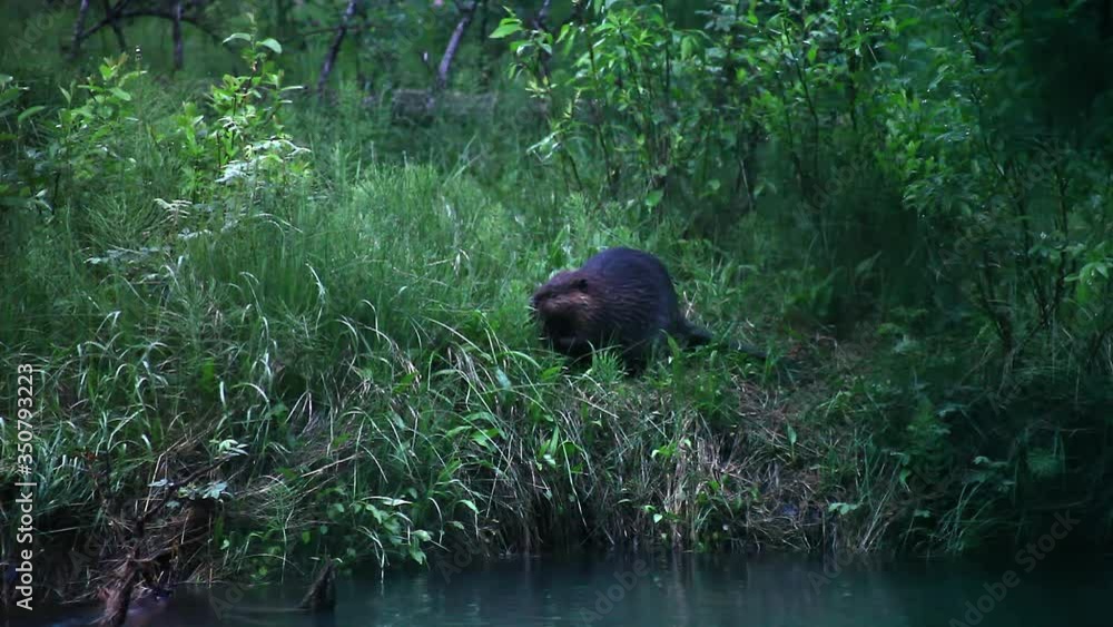 Beaver feeding in the evening Beaver feeding in the evening