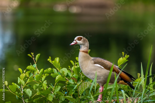 A nil goose or also called egyptian goose standing on a tree at a little lake in the Mönchbruch natural reserve in Hesse, Germany.