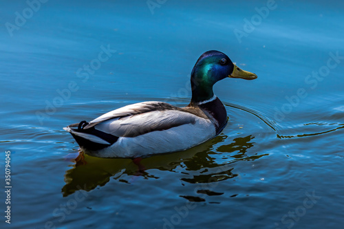 A male mallard swimming a a little lake in the Mönchbruch natural reserve in Hesse, Germany.