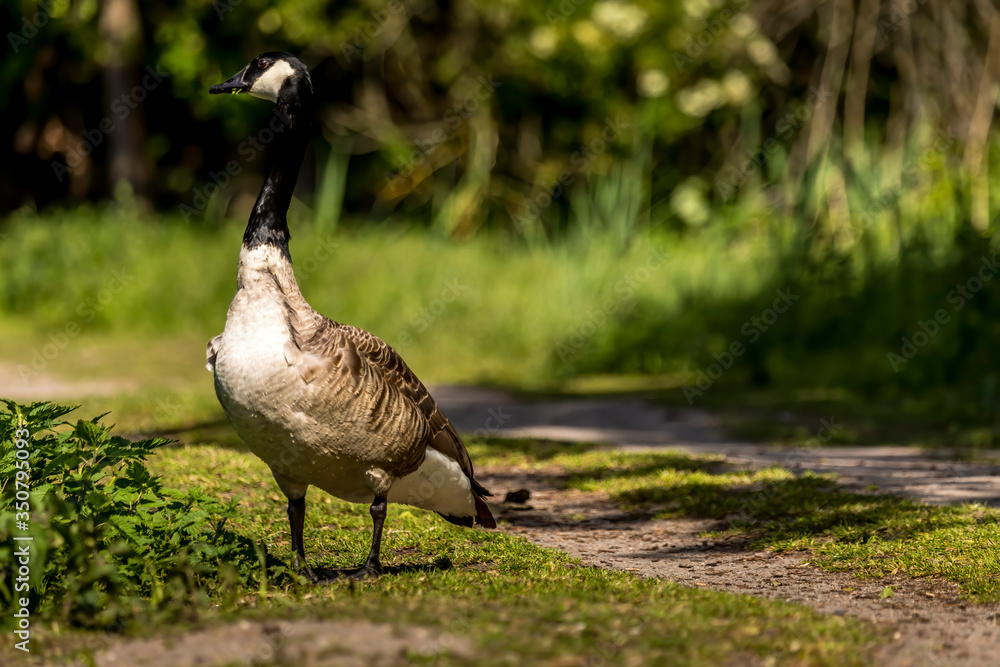 Fototapeta premium Canadian goose standing next to a little lake at the Mönchbruch natural reserve in Hesse, Germany.