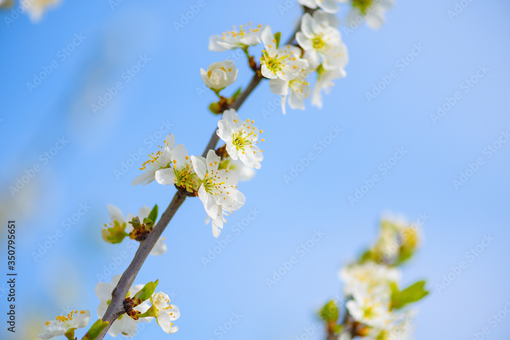 blooming spring tree against the blue sky . white cherry flowers are illuminated by the sun. blooming spring tree against the blue sky . white cherry flowers are illuminated by the sun.