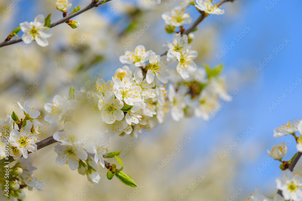 blooming spring tree against the blue sky . white cherry flowers are illuminated by the sun. blooming spring tree against the blue sky . white cherry flowers are illuminated by the sun.