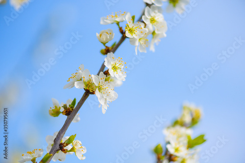 blooming spring tree against the blue sky . white cherry flowers are illuminated by the sun.