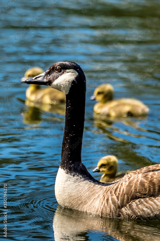 Obraz premium A family of canadian geese swimming on a little lake at a natural reserve called Mönchbruch in Hesse, Germany.