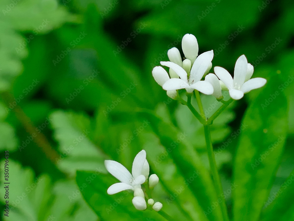 Fototapeta premium woodruff medicinal plant with flower
