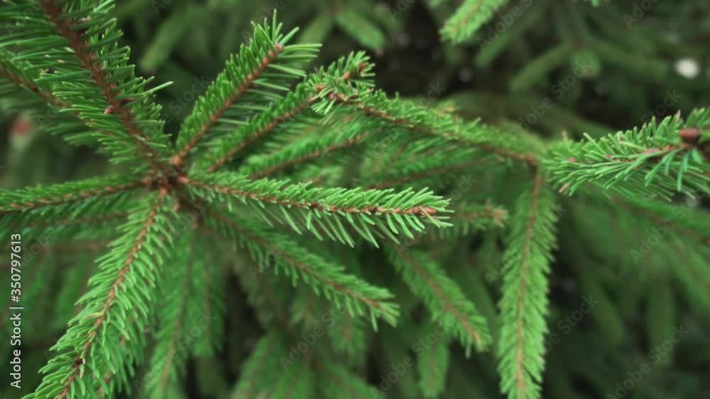Large fluffy branches of a fresh Christmas tree. Spruce tree texture, background, nature Large fluffy branches of a fresh Christmas tree. Spruce tree texture, background, nature