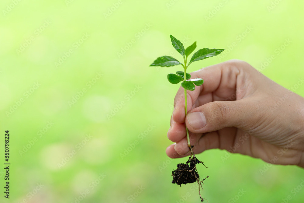 closeup of woman hands holding sprout on earth day.Environment conservation and energy saving concept.