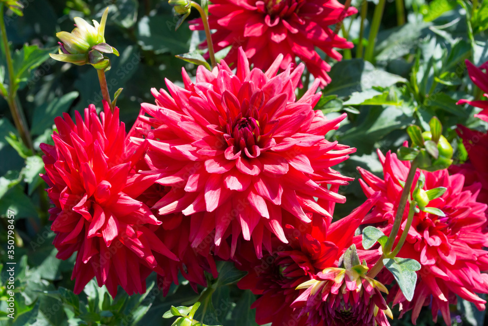 red dahlia flower red dahlia flower