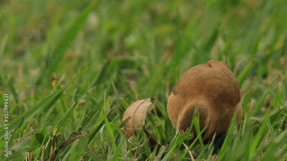 Furnarius rufus, Rufous hornero catching tiny insects on the grass Furnarius rufus, Rufous hornero catching tiny insects on the grass