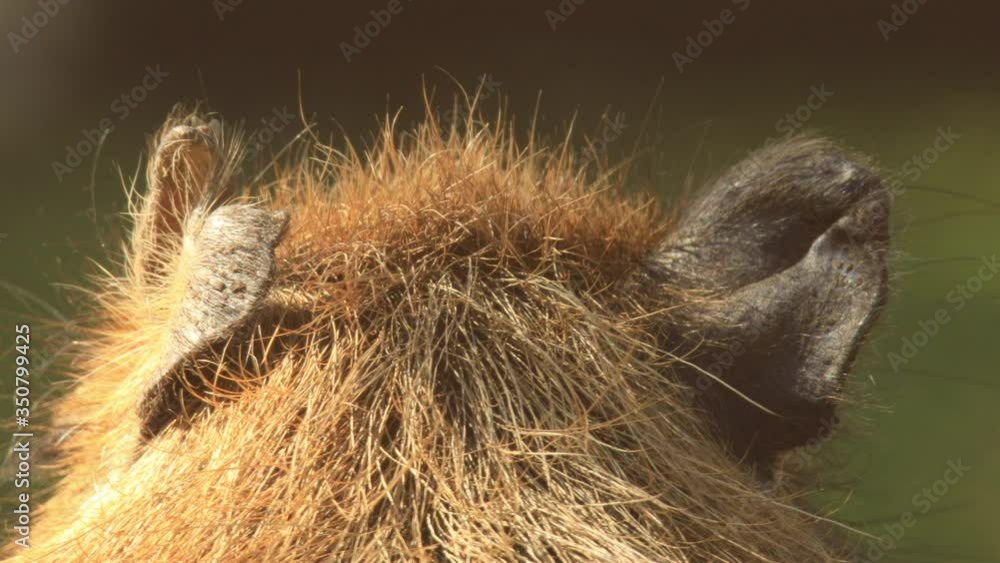 Closeup of capybara ears moving moving as flies bother Closeup of capybara ears moving moving as flies bother