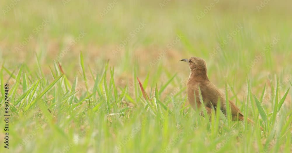 Rufous hornero bird on grass looks around and grabs tiny insect Rufous hornero bird on grass looks around and grabs tiny insect