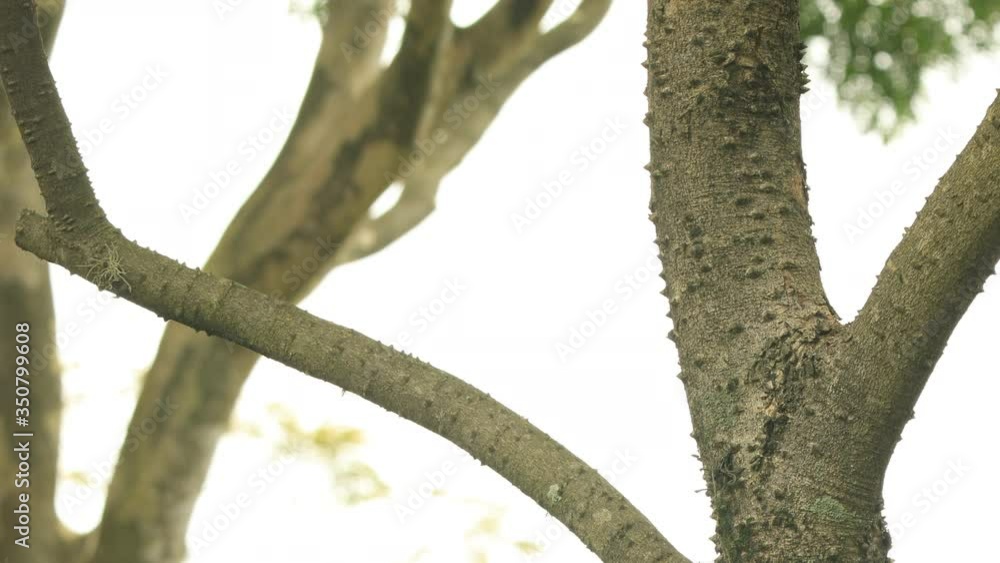 Rufous hornero on a tree branch flies away Rufous hornero on a tree branch flies away