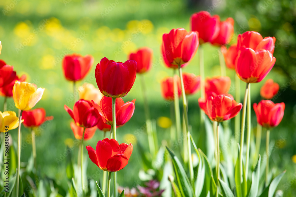 Red and yellow tulips on a background of green grass Red and yellow tulips on a background of green grass